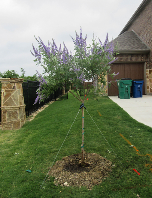 Blooming Vitex tree installed by Treeland Nursery.