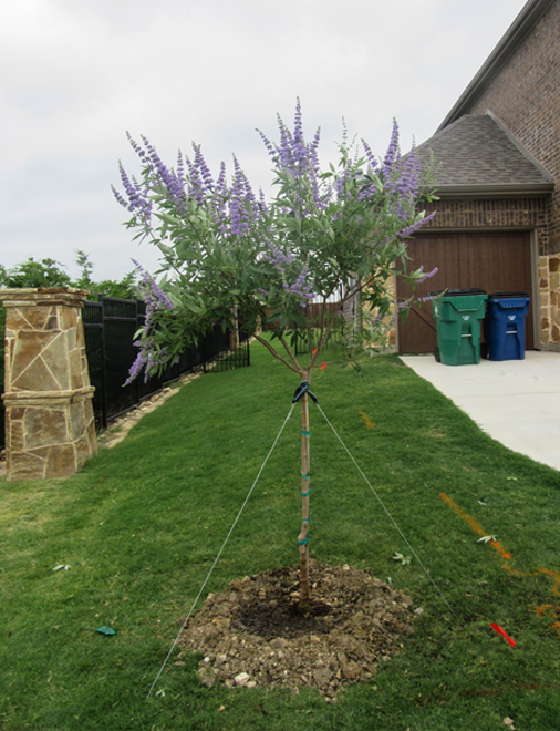 Dallas Sales Tax >> Vitex Shoal Creek - Dallas, Texas - Treeland Nursery Dallas Sales Tax >> Vitex Shoal Creek - Dallas, Texas - Treeland Nursery