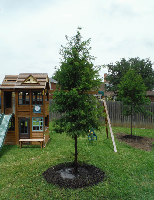 Bald Cypress trees planted in a backyard around a playset.