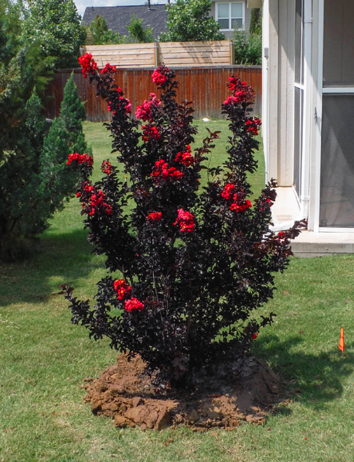 Black Diamond Crape Myrtle with red flowers. Installed by Treeland Nursery.