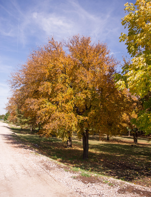 cedar elm tree identification