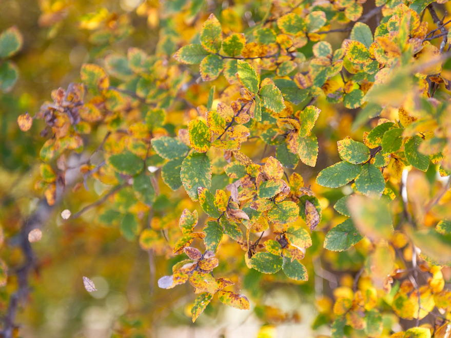 Cedar Elm Tree leaves with Fall color.