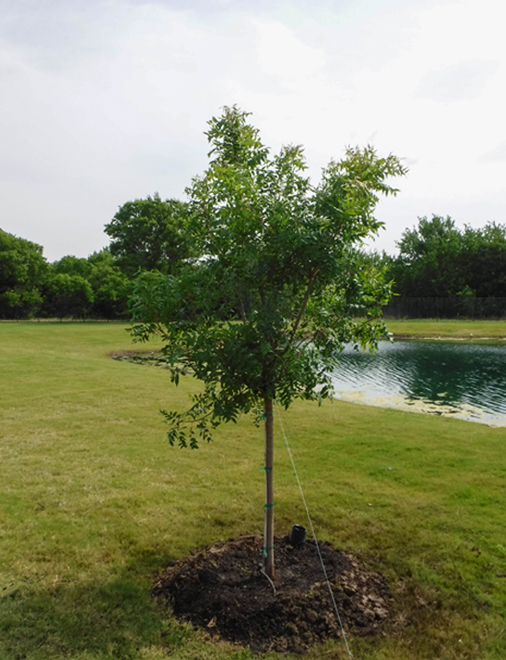 Chinese Pistachio planted by a pond by Treeland Nursery.
