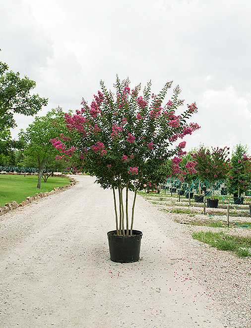 Crape Myrtle Size Chart