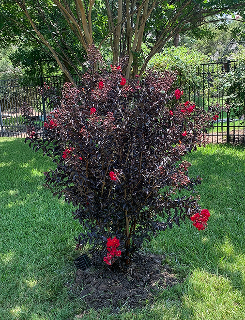 Black Diamond Crape Myrtle Installed By Treeland Nursery 2 