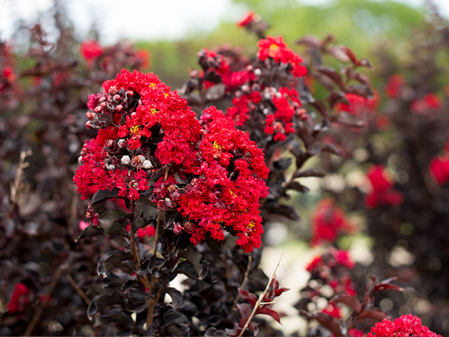 Black Diamond Crape Myrtle - Dallas, Texas - Treeland Nursery