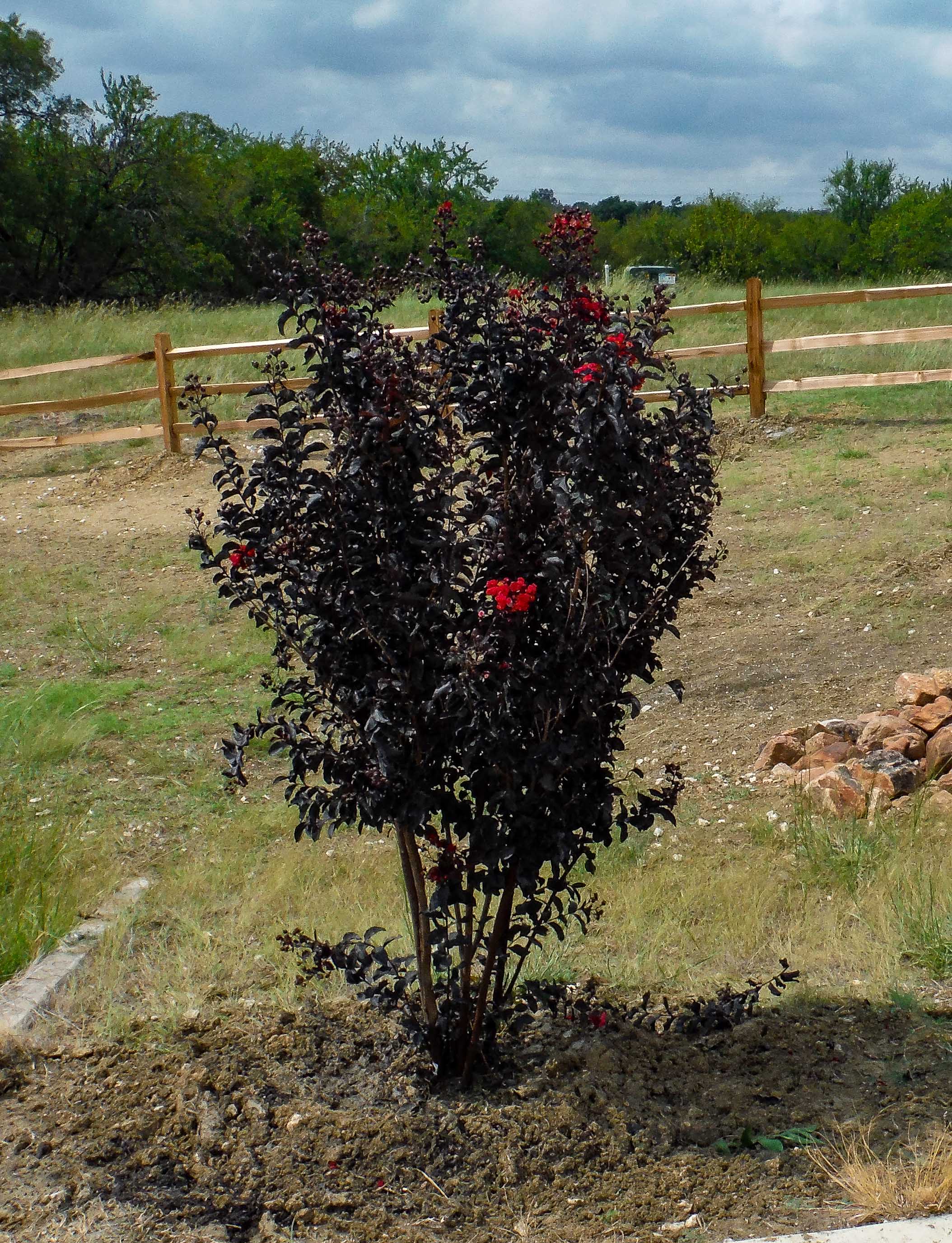 Black Diamond Crape Myrtle Backyard Treeland   