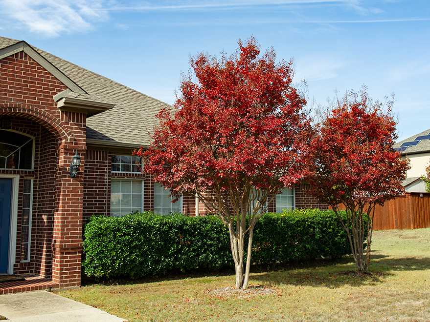 Muskogee Crape Myrtle with Fall foliage.