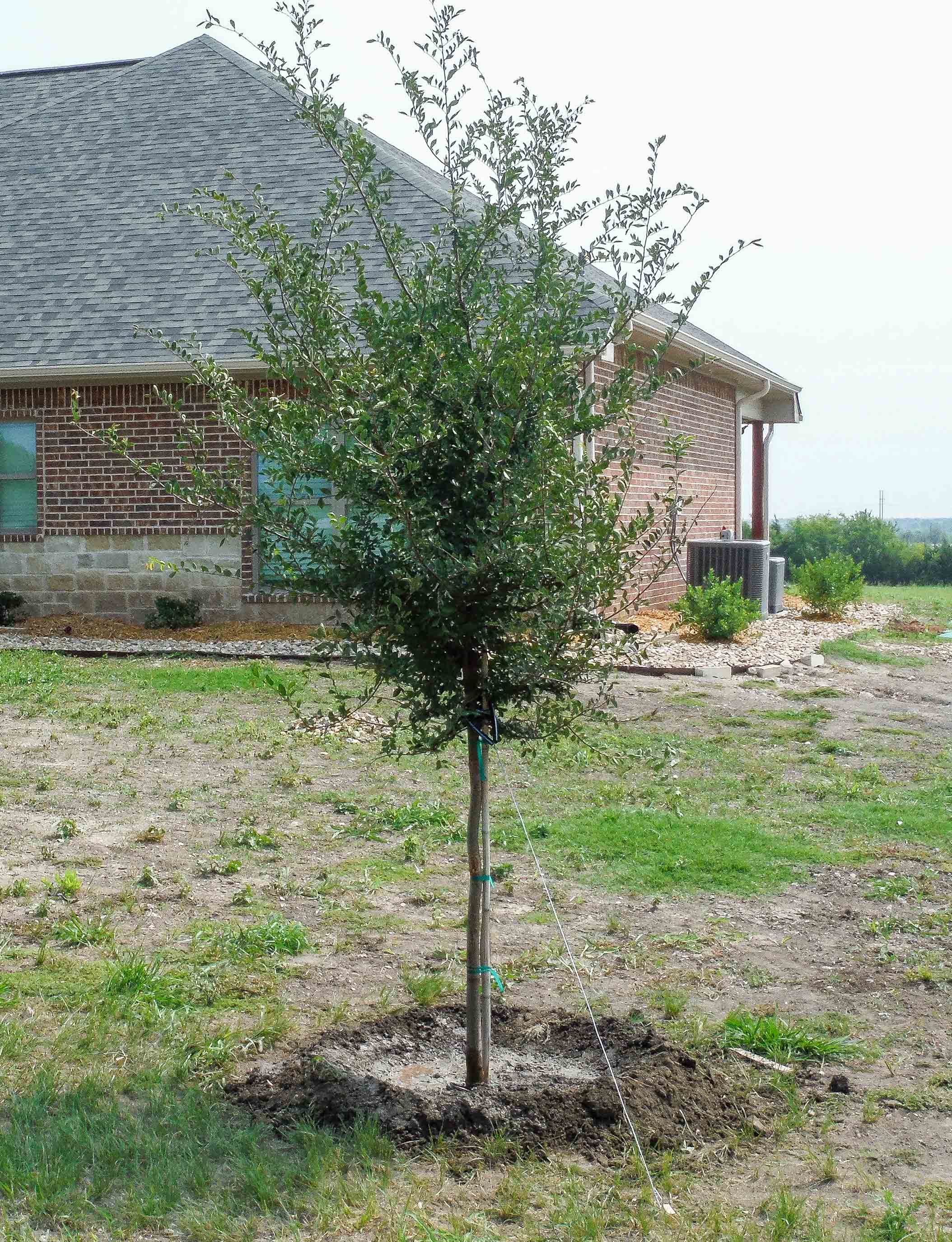 Lacebark Elm tree for sale in Dallas, TX. Treeland Nursery
