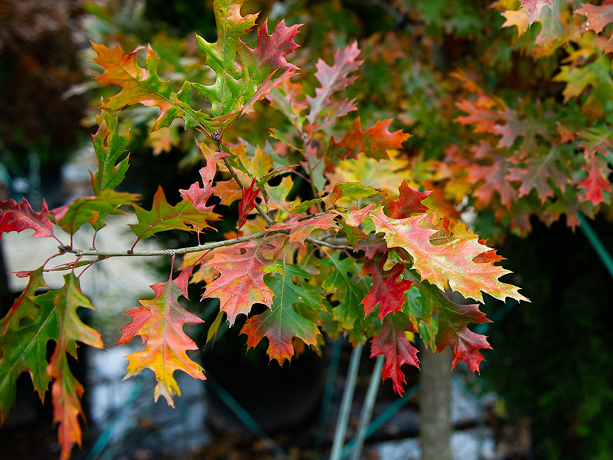 oak tree in fall leaves