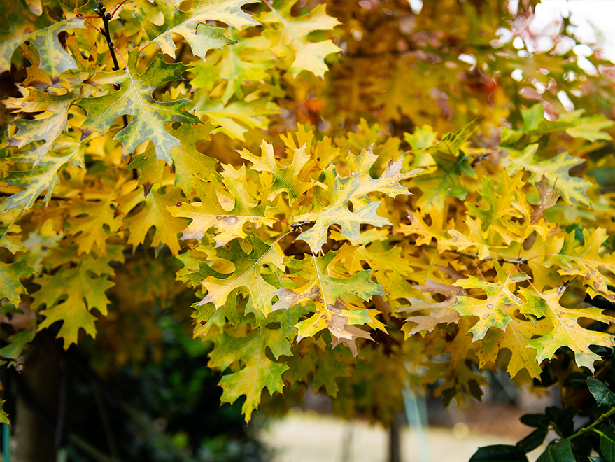 Red Oak Fall Foliage & Color