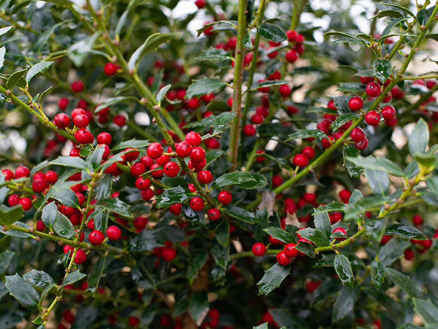 Christmas Jewel® Holly