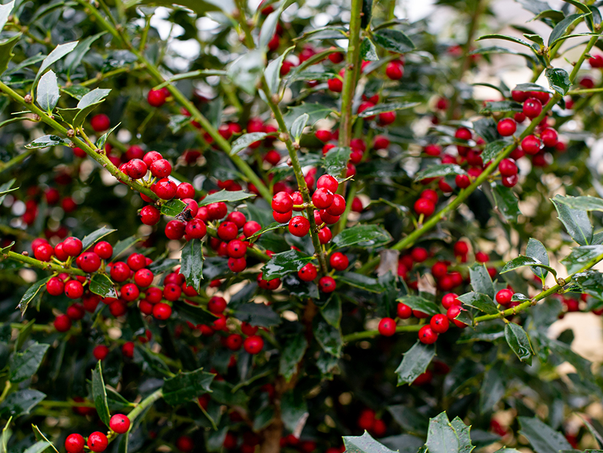 Winter berries on a Christmas Jewel Holly tree.