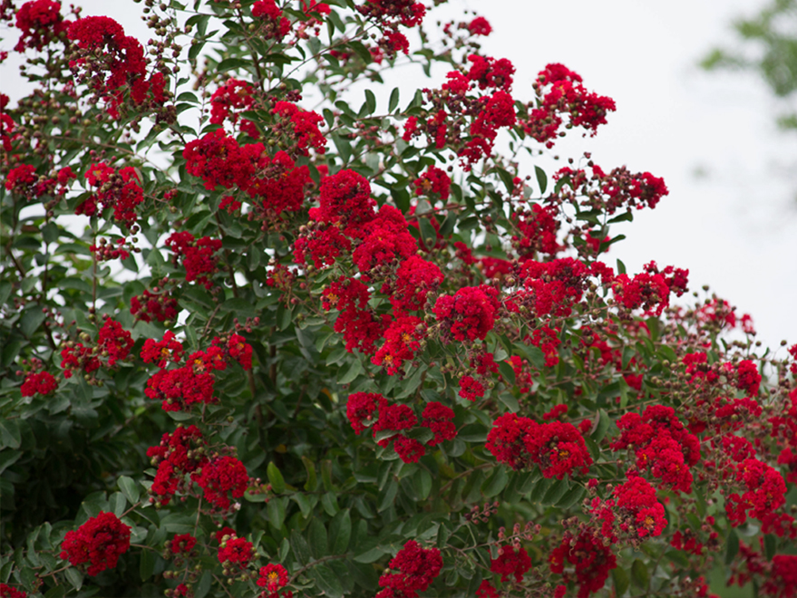 Miss Frances Crape Myrtle in Dallas, Texas