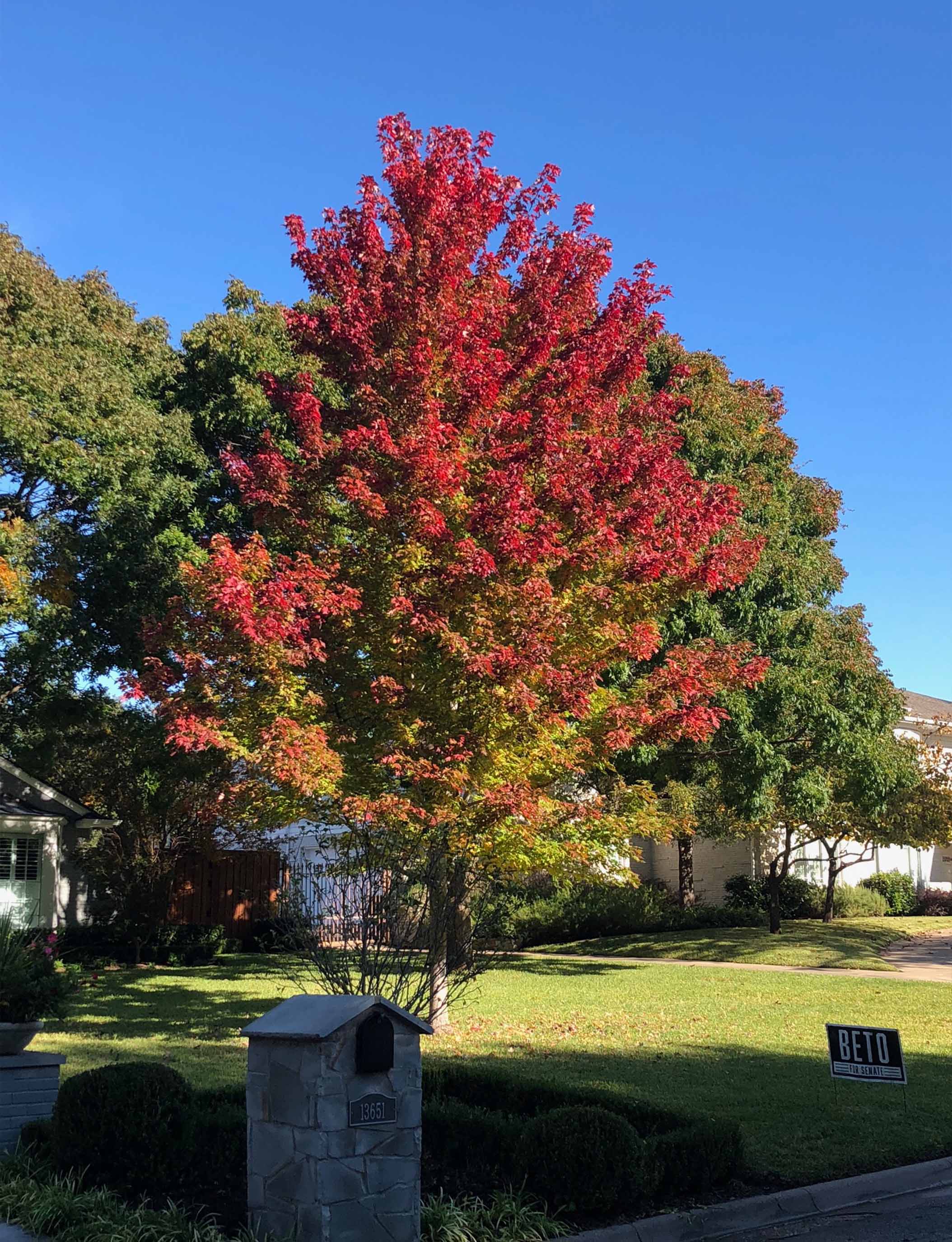 autumn blaze maple