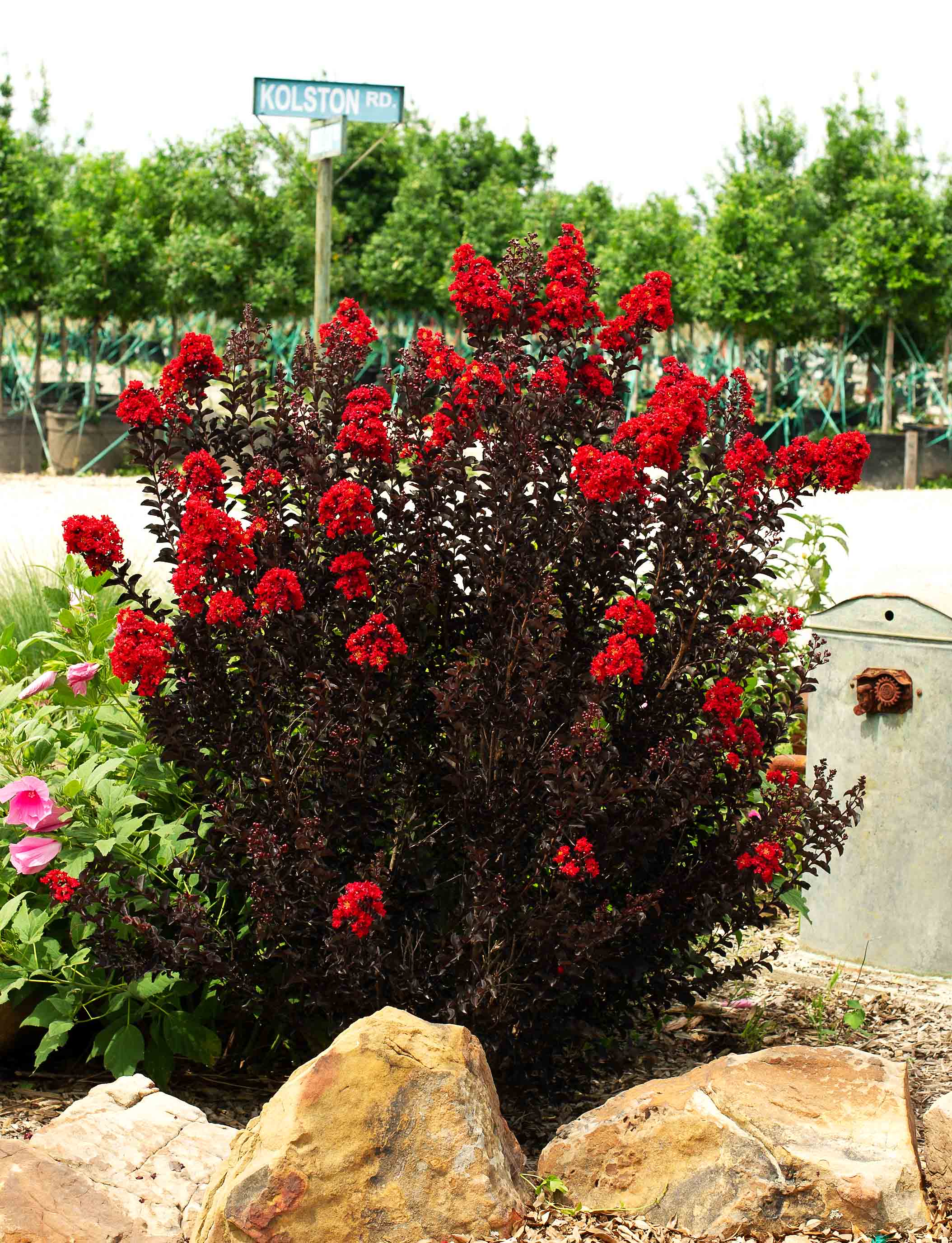 Black Diamond Crape Myrtle Treeland Nursery 