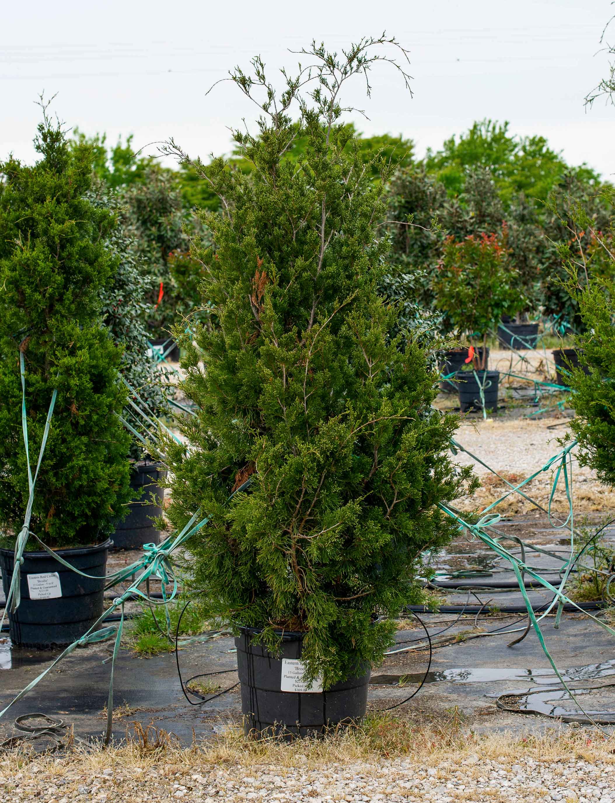Brodie Cedar
