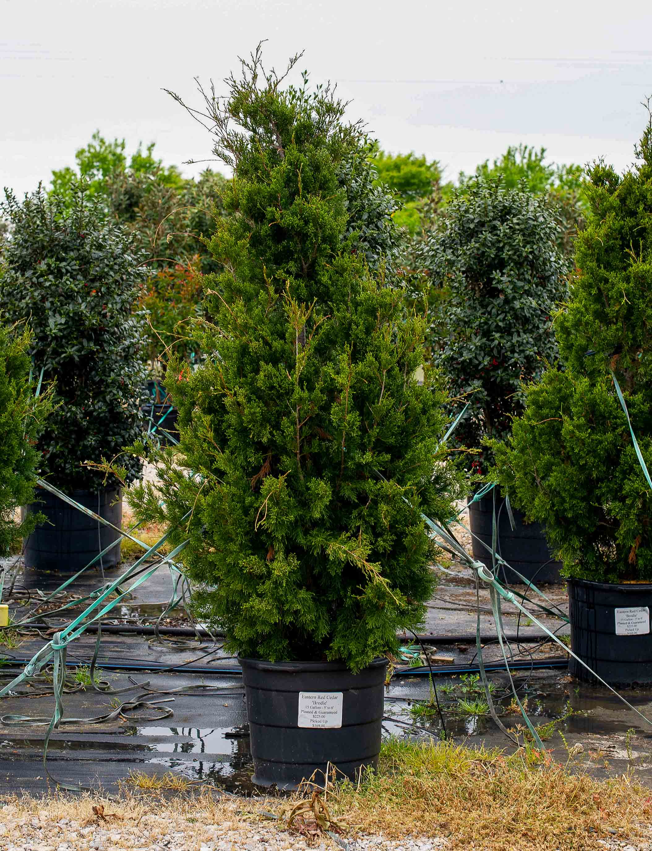 Brodie Eastern Red Cedar Tree Dallas Texas Treeland Nursery brodie-eastern-red-cedar-tree-dallas-texas-treeland-nursery