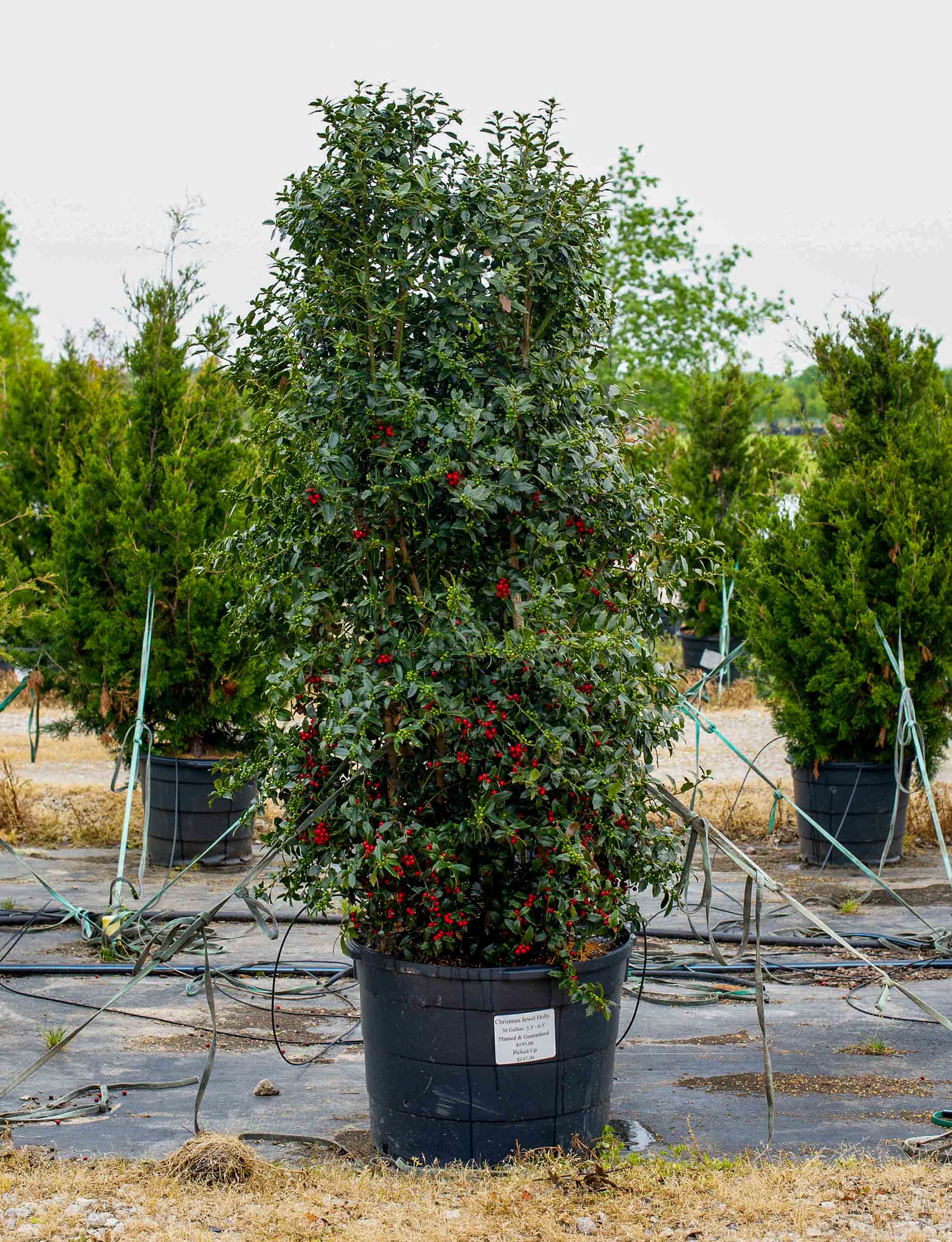 Christmas Jewel Holly - 3 Gallon Pot - Deer-Resistant, Drought-Tolerant, Evergreen Tree - Zone 6-9