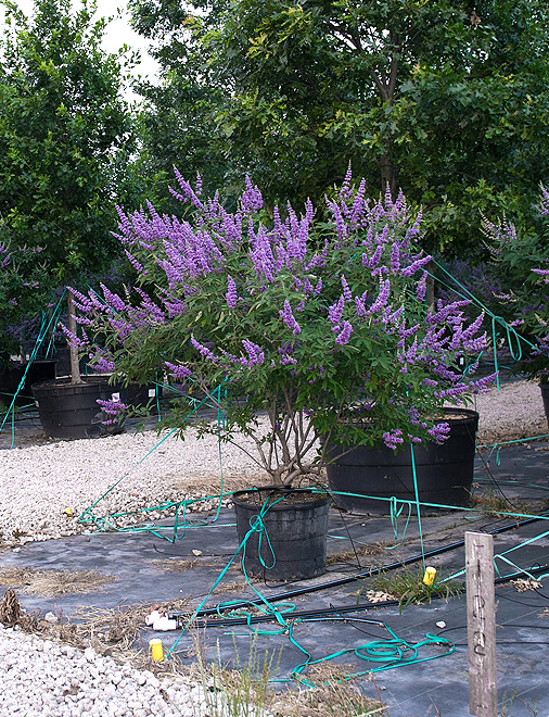 Vitex ‘Shoal Creek’ Image