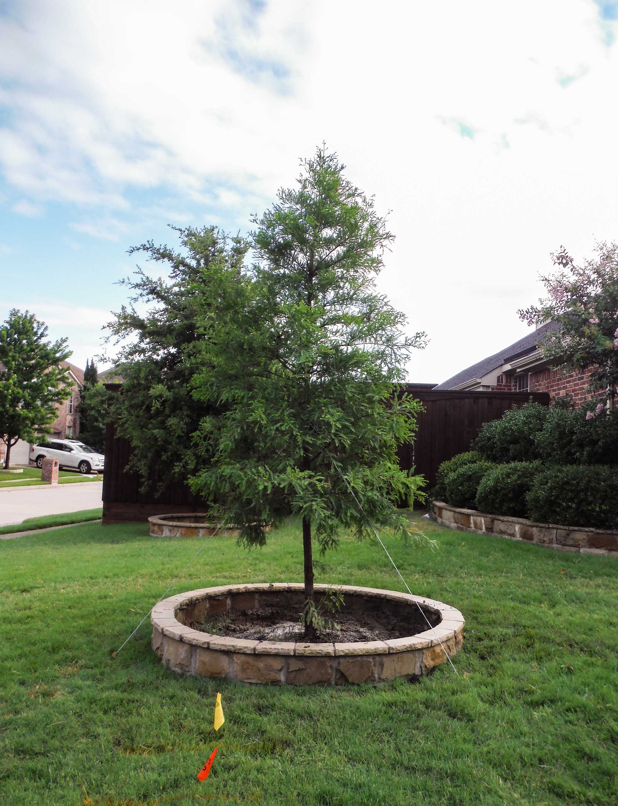 Bald Cypress tree installed in a frontyard by Treeland Nursery.
