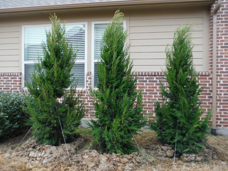 Brodie Eastern Red Cedars installed along a side yard for privacy.