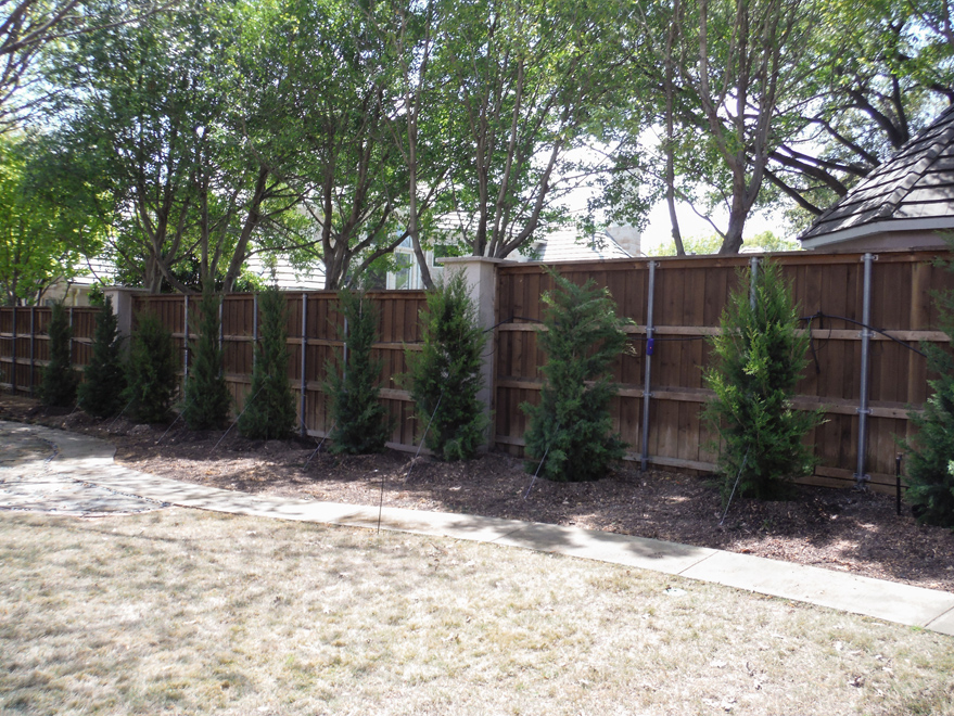 Brodie Eastern Red Cedars installed in a backyard to create a privacy screen.