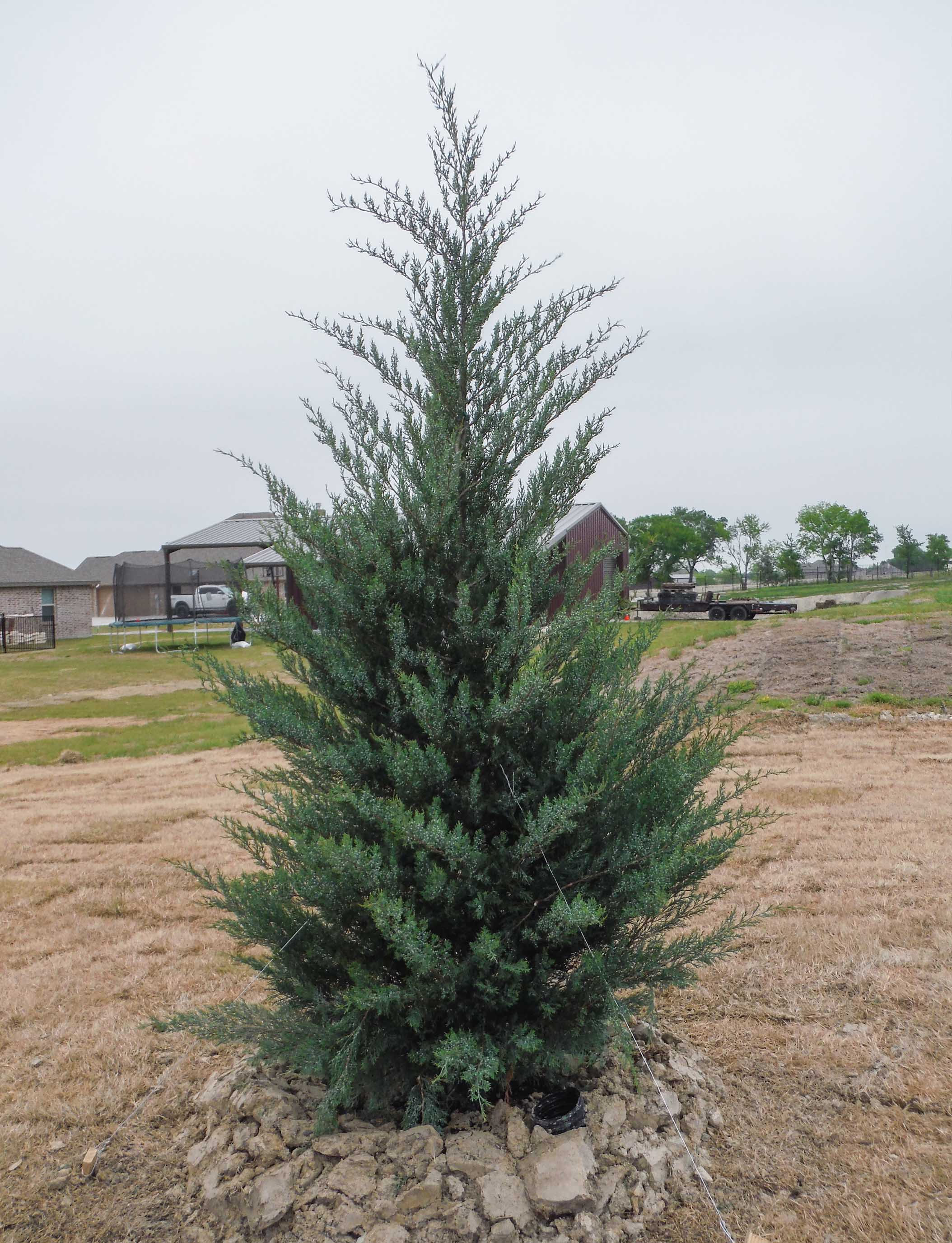 Burkii Eastern Red Cedar Tree Dallas Texas Treeland Nursery