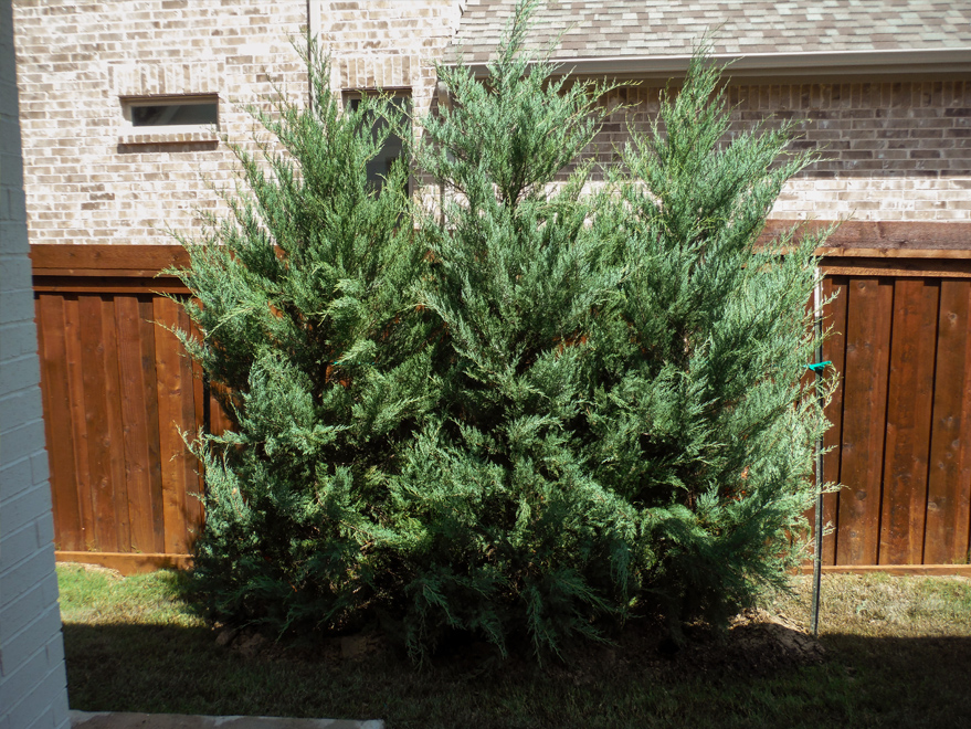Burkii Eastern Red Cedars installed to create a privacy screen.