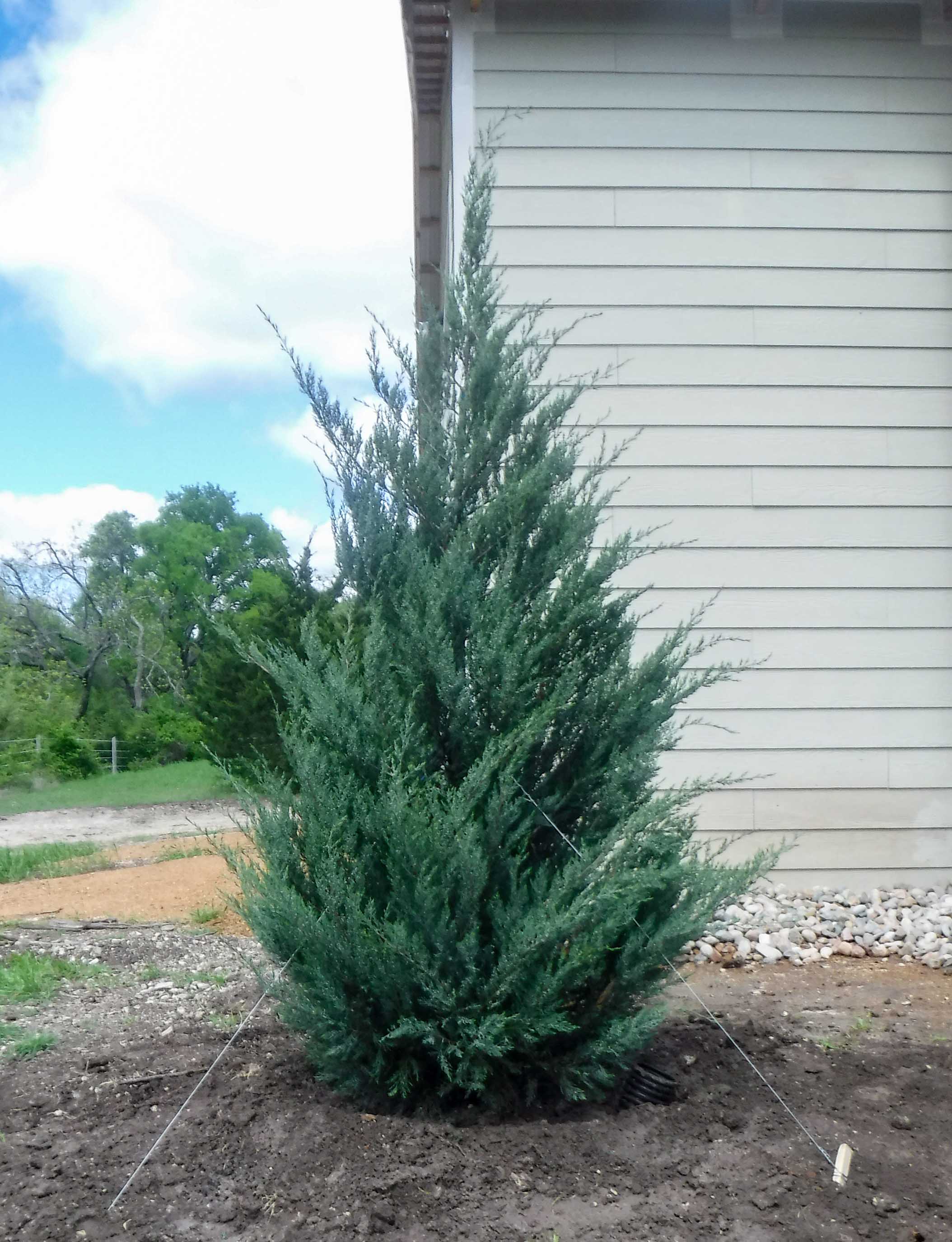 Burkii Eastern Red Cedar Tree - Dallas, Texas - Treeland Nursery