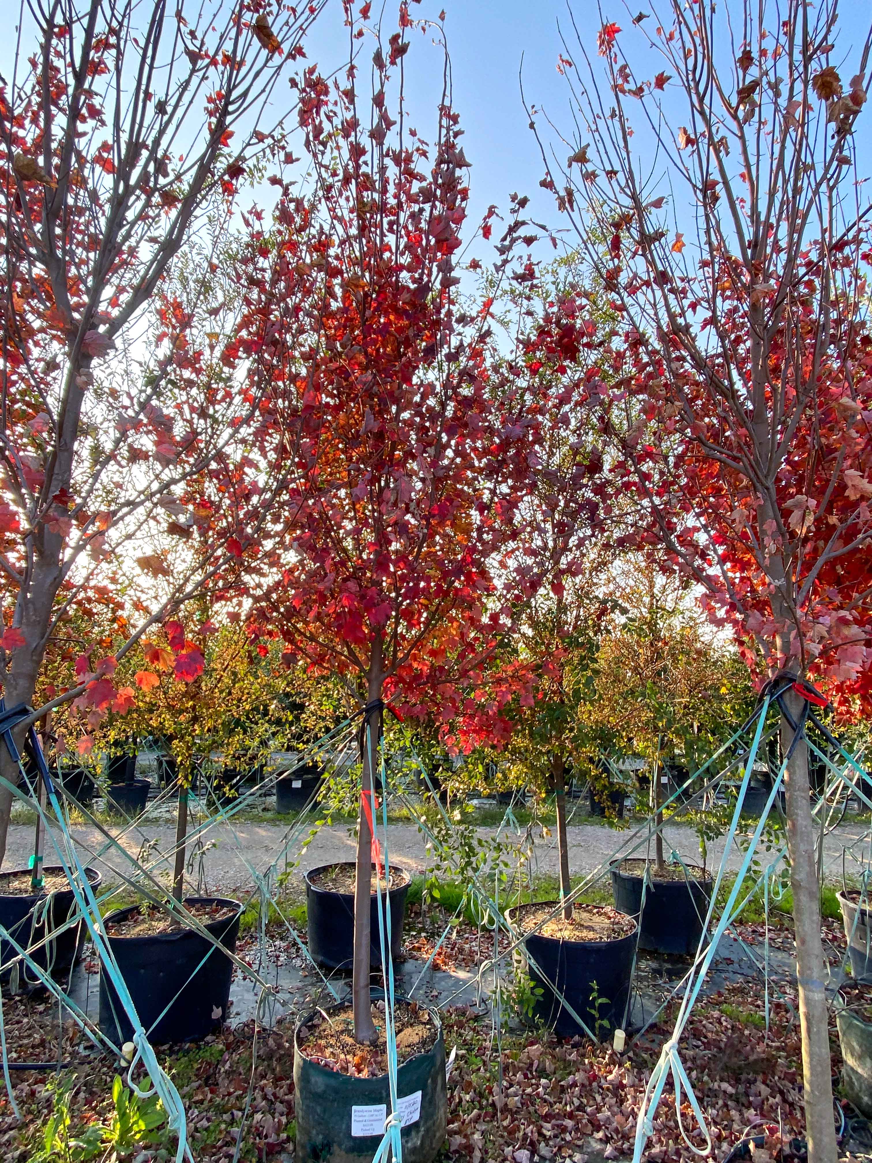 Brandywine Maple tree photographed in the Fall at Treeland Nursery.