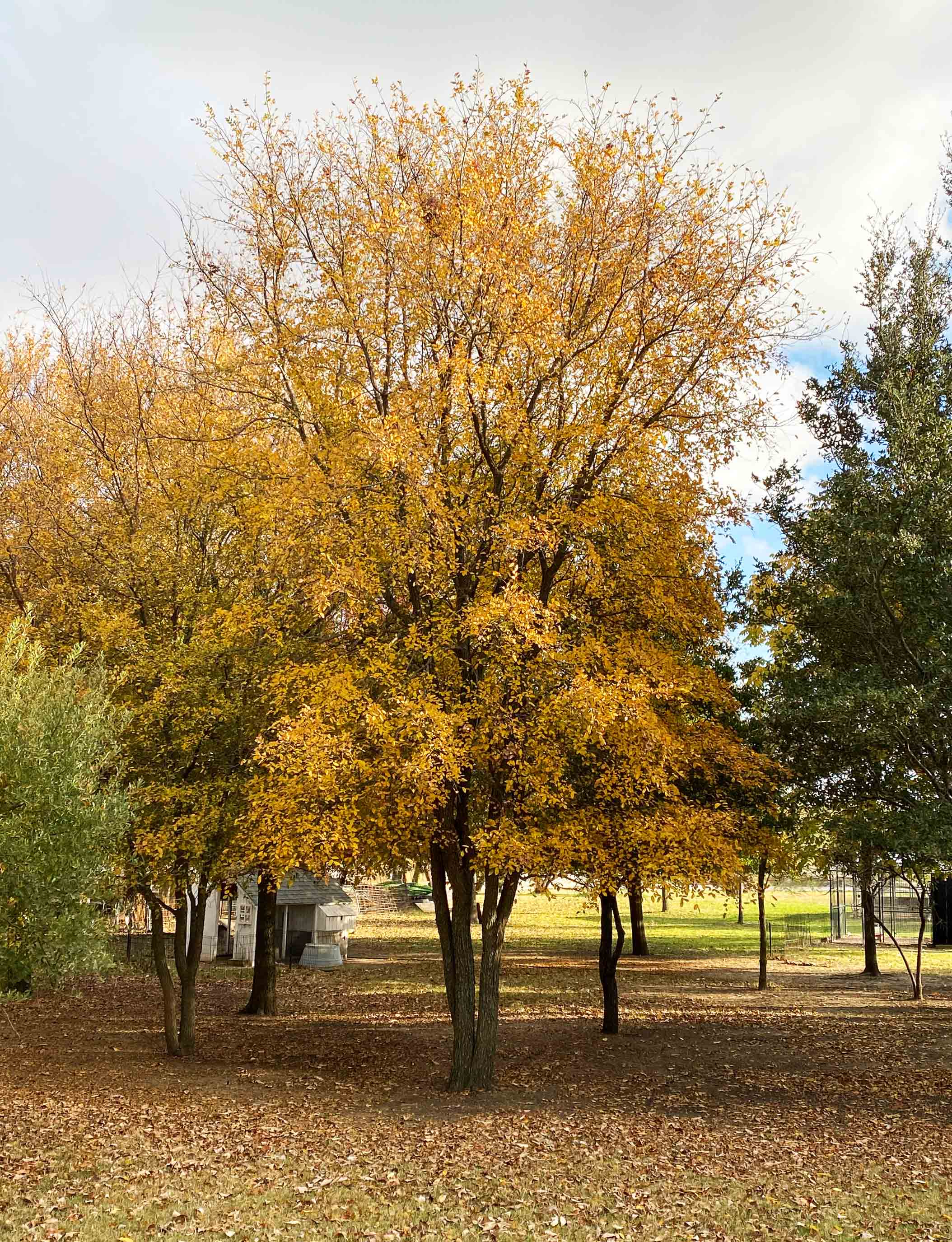 Cedar Elm Tree Dallas Texas Treeland Nursery