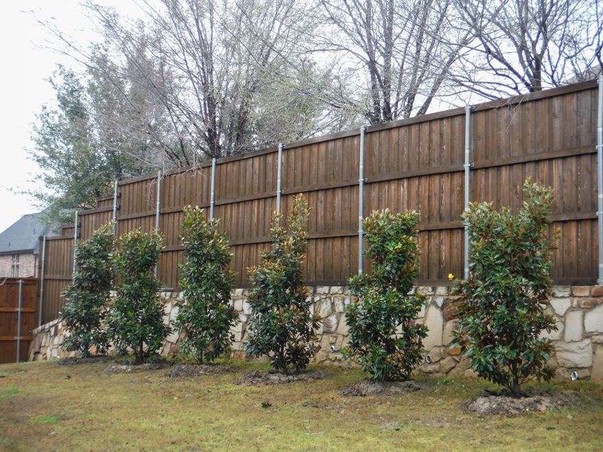 Little Gem Magnolias planted by Treeland Nursery to create a privacy screen.