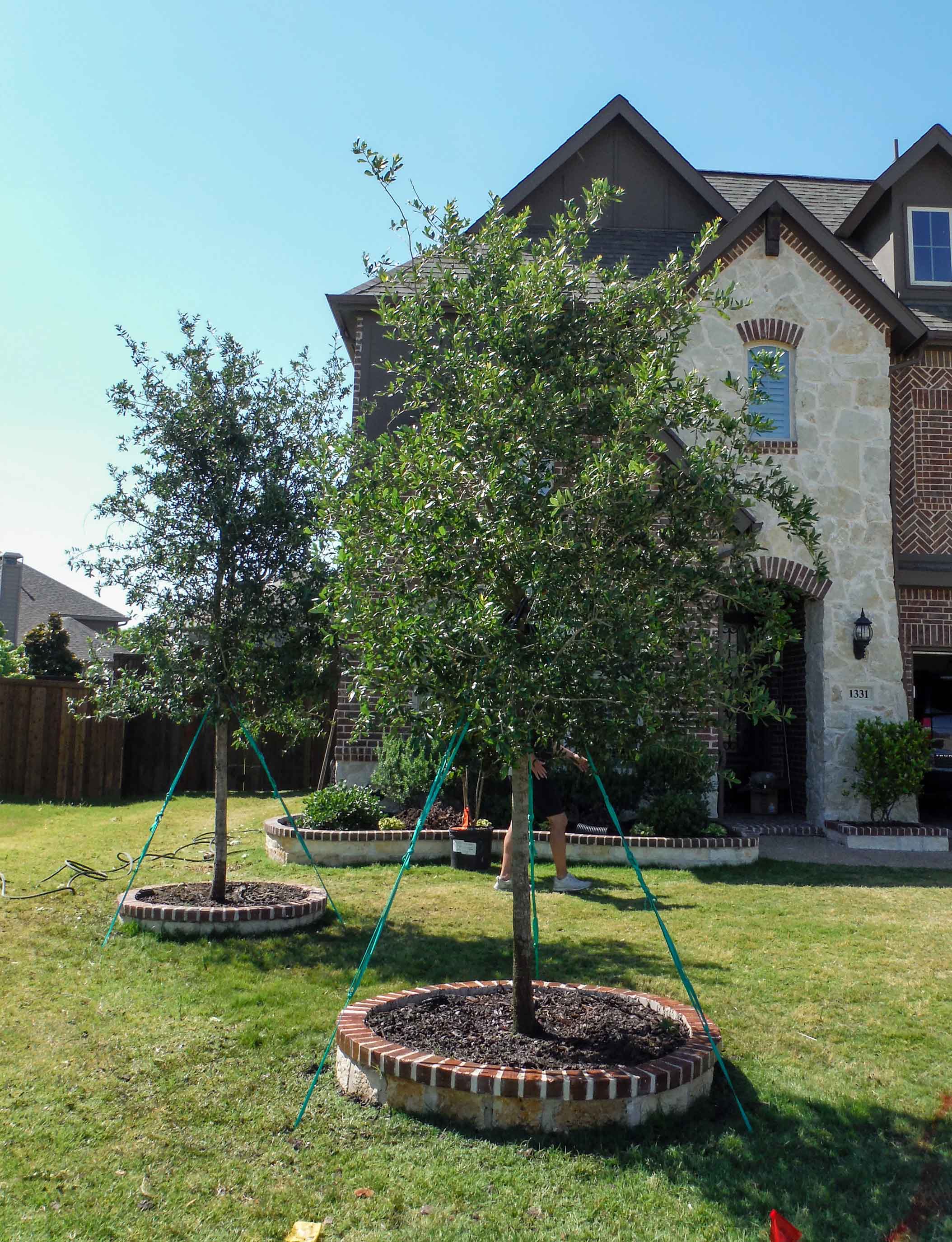 Live Oak trees installed by Treeland Nursery in a frontyard.