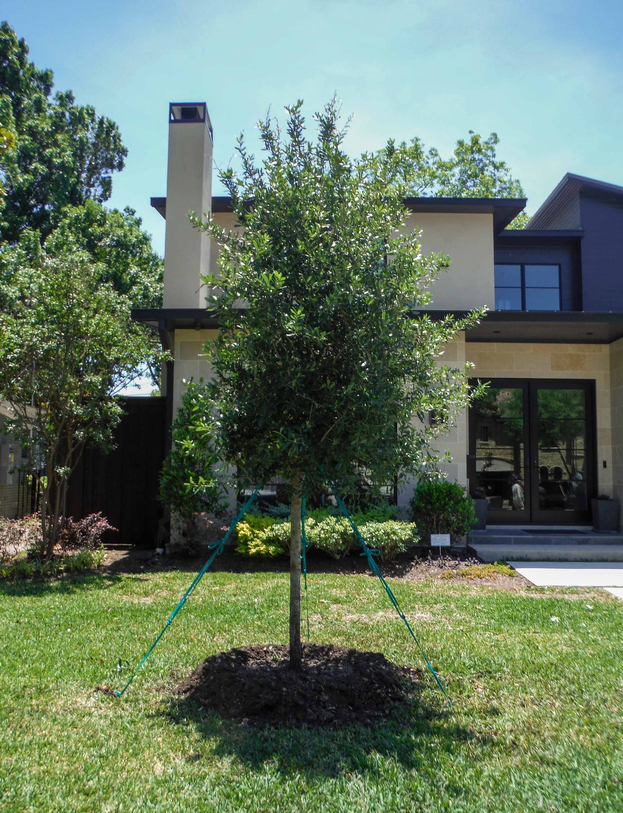 Live Oak tree installed by Treeland Nursery in a frontyard.
