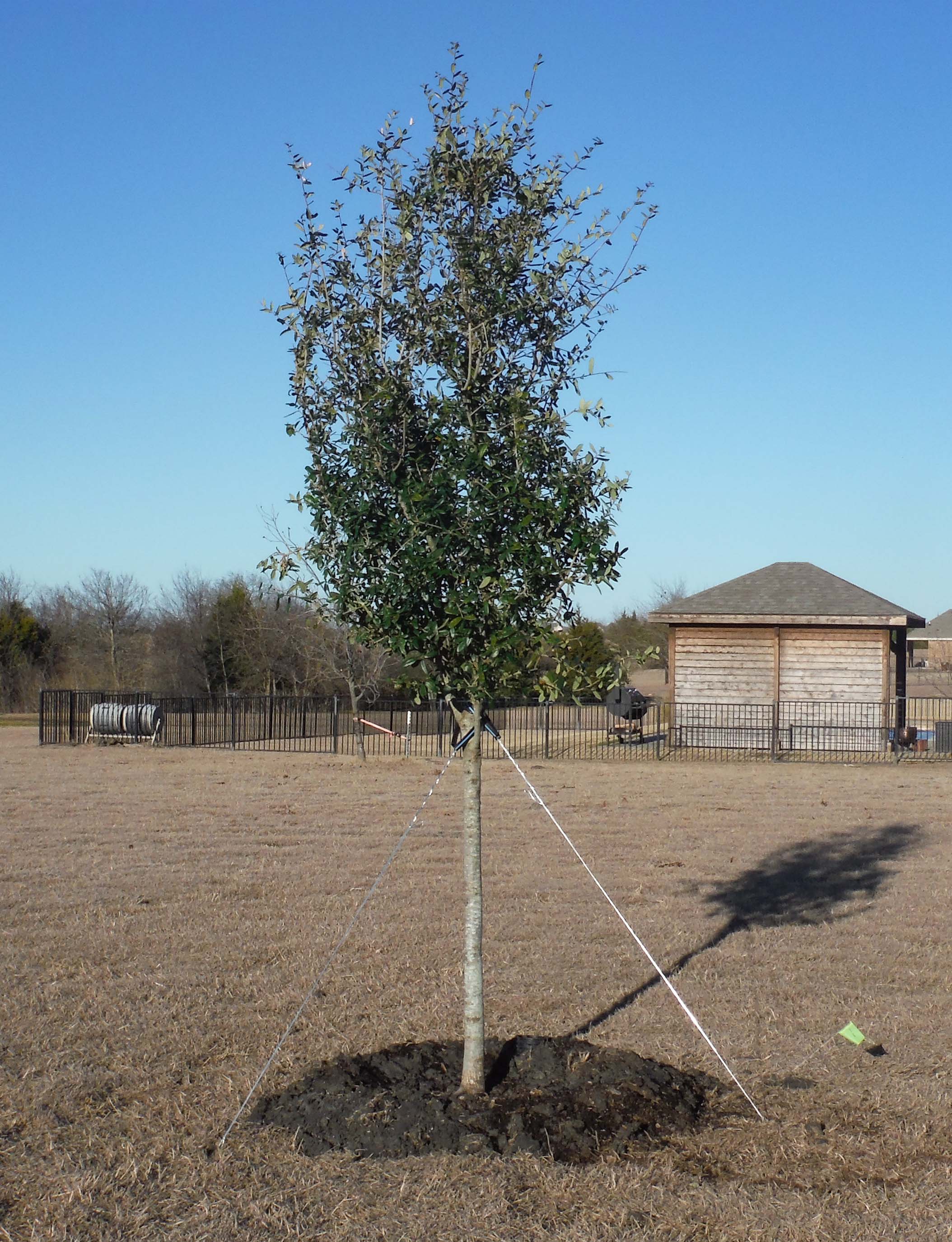 Live Oak tree installed by Treeland Nursery.