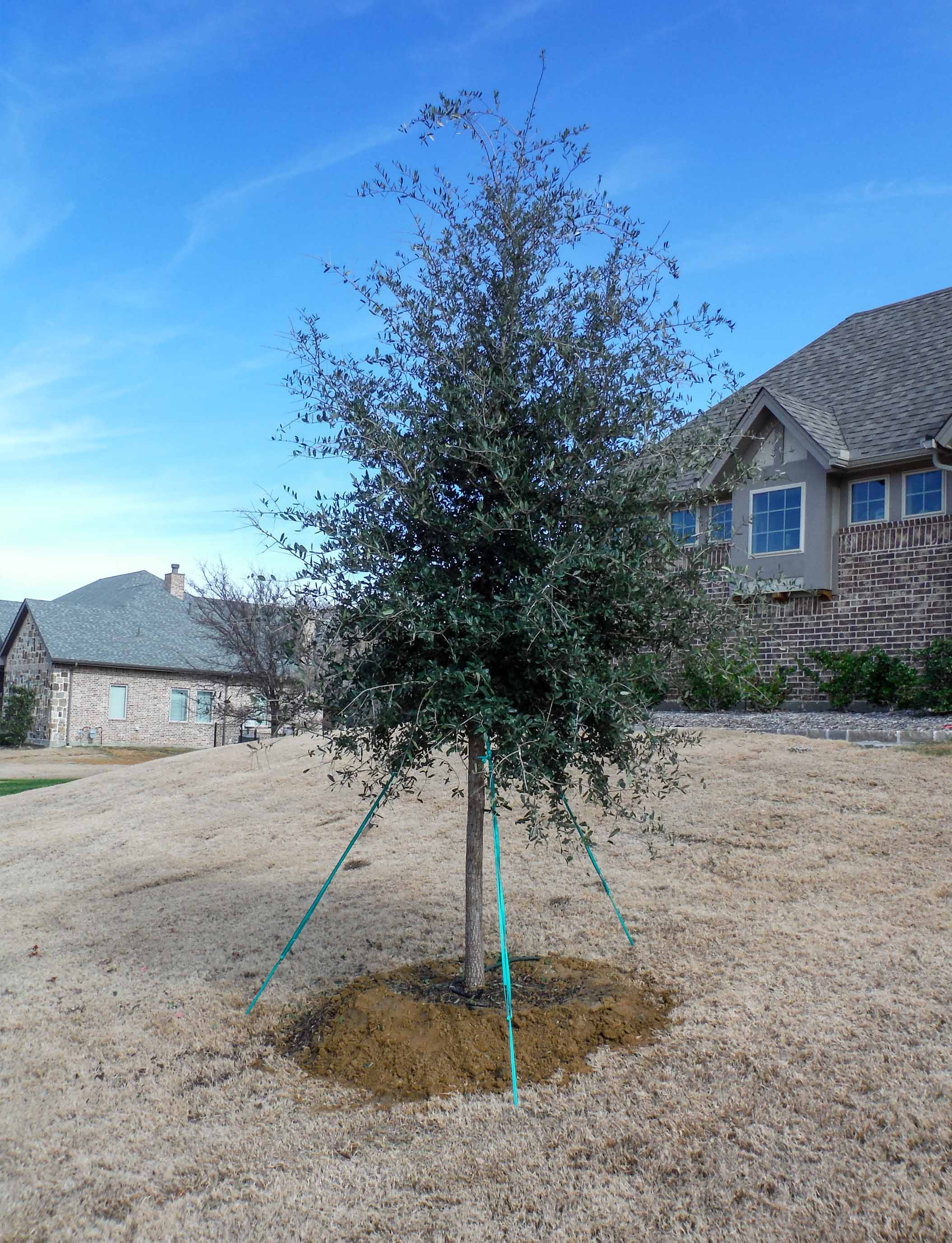 Live Oak tree installed by Treeland Nursery in North Texas.