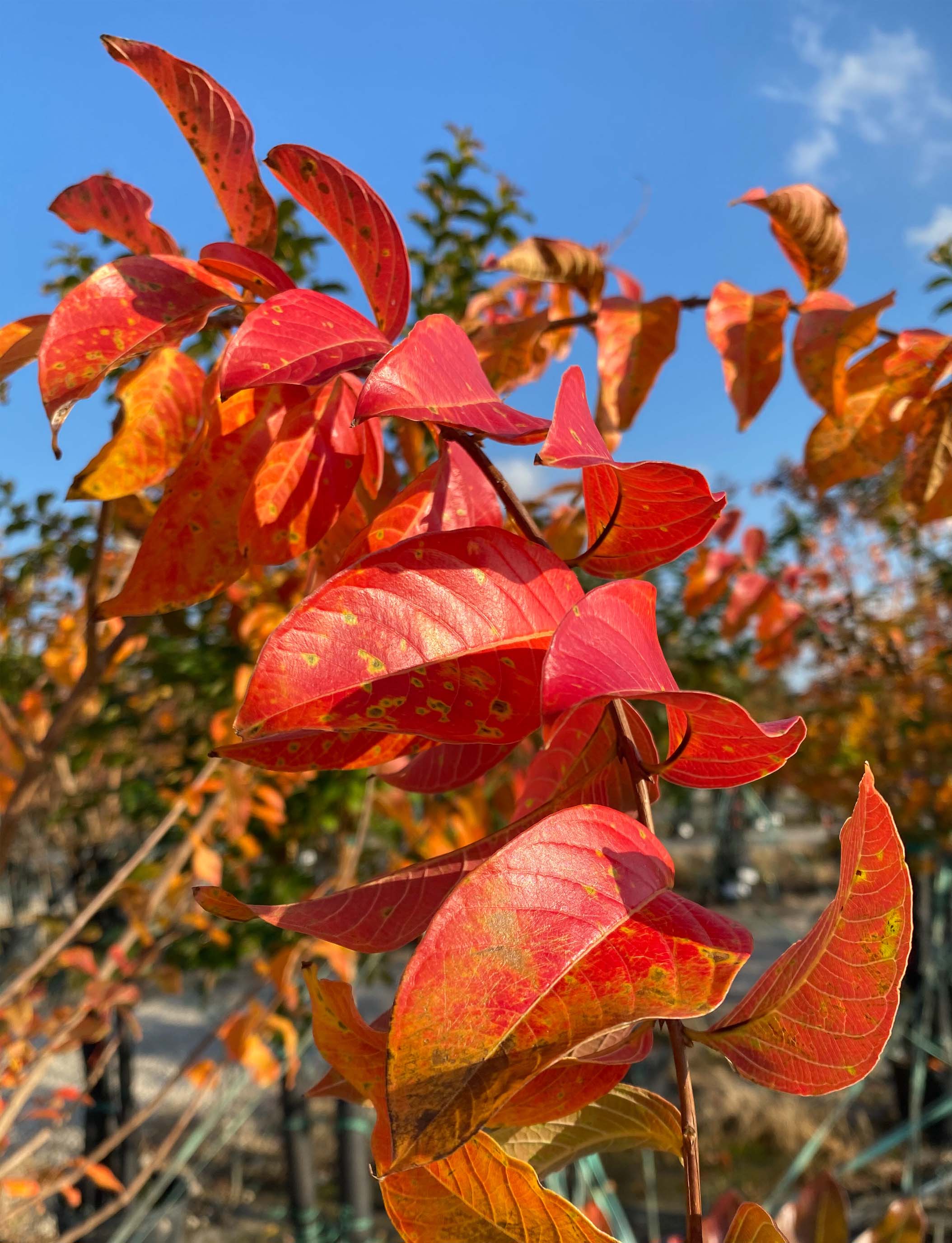Muskogee Crape Myrtle leaves photographed during the Fall at Treeland Nursery.