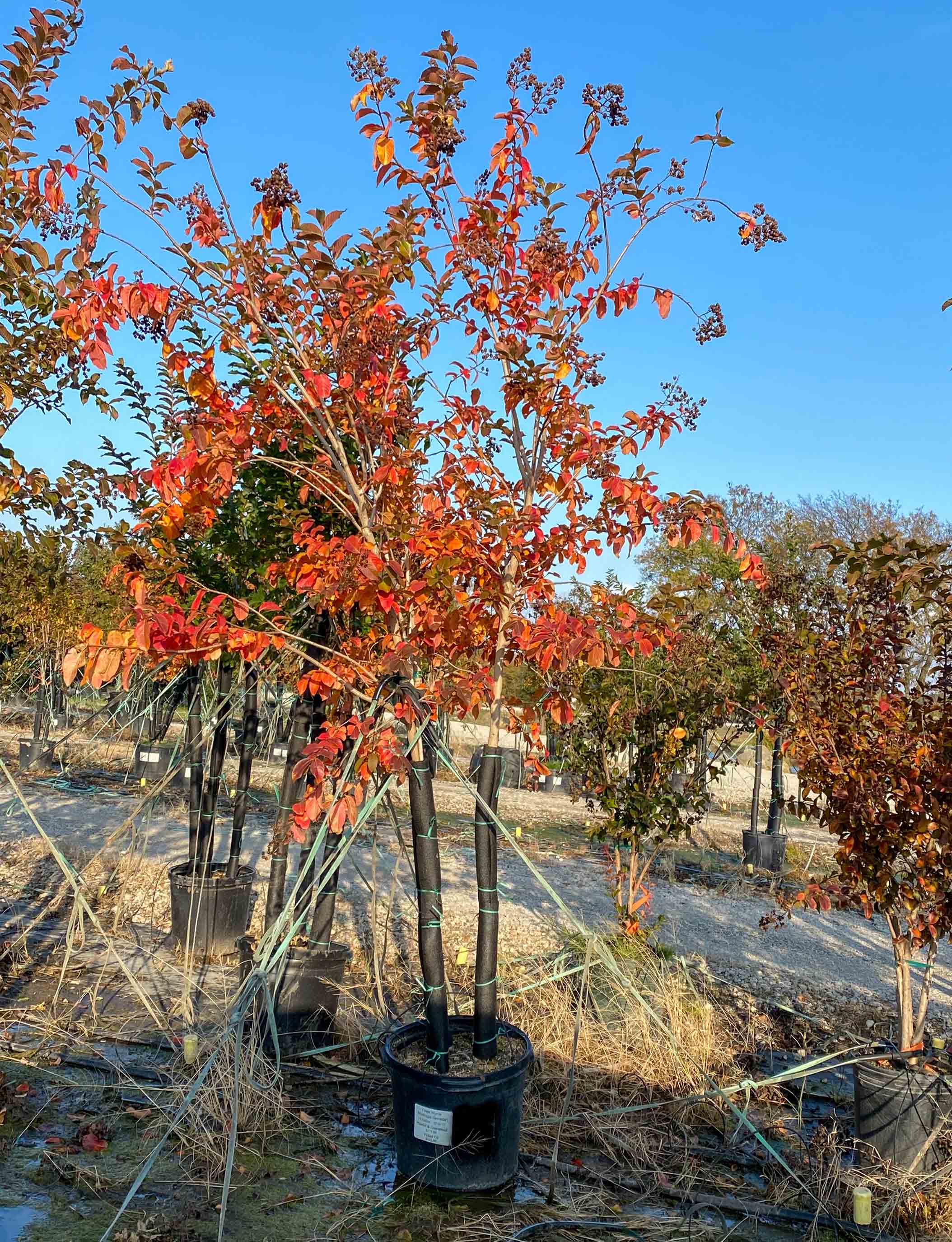 Muskogee Crape Myrtle photographed during the Fall at Treeland Nursery.