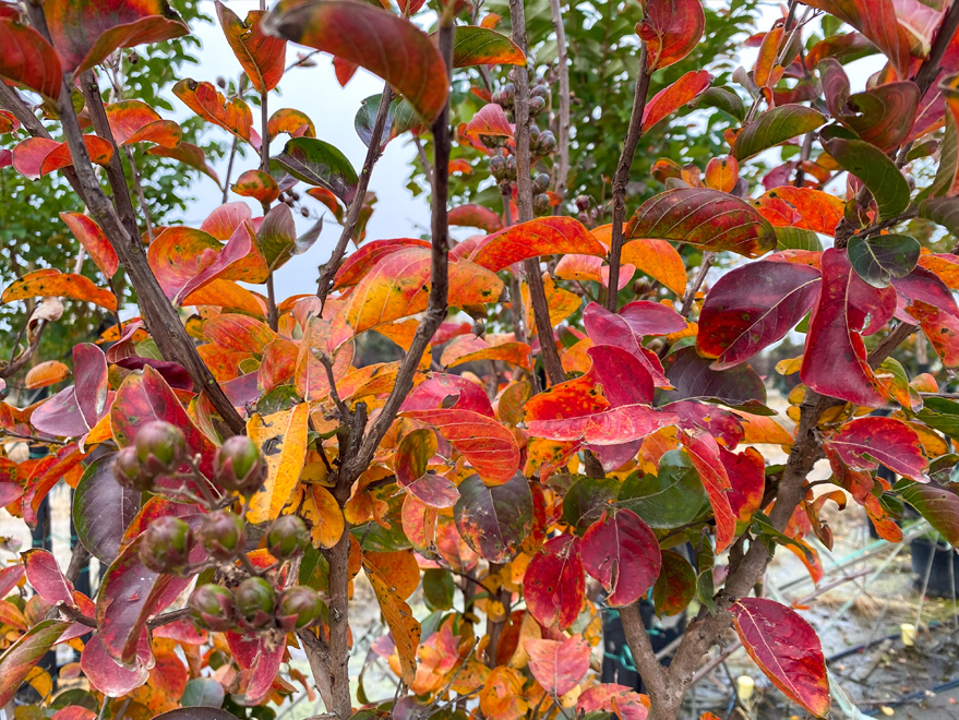 Miss Frances Crape Myrtle - Dallas, Texas - Treeland Nursery