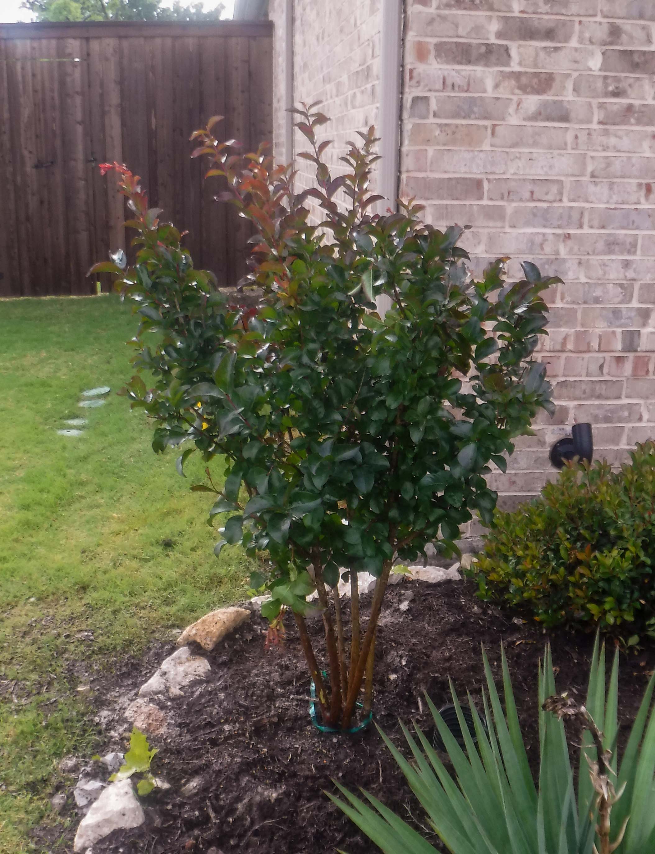 Miss Frances Crape Myrtle - Dallas, Texas - Treeland Nursery