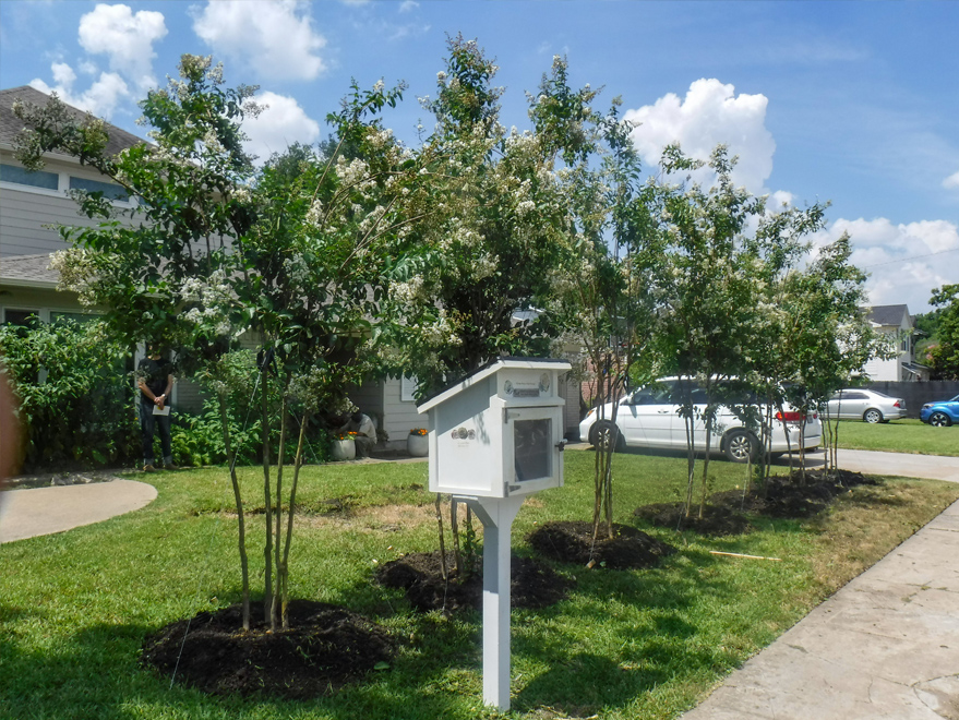 Natchez Crape Myrtles installed by Treeland Nursery.