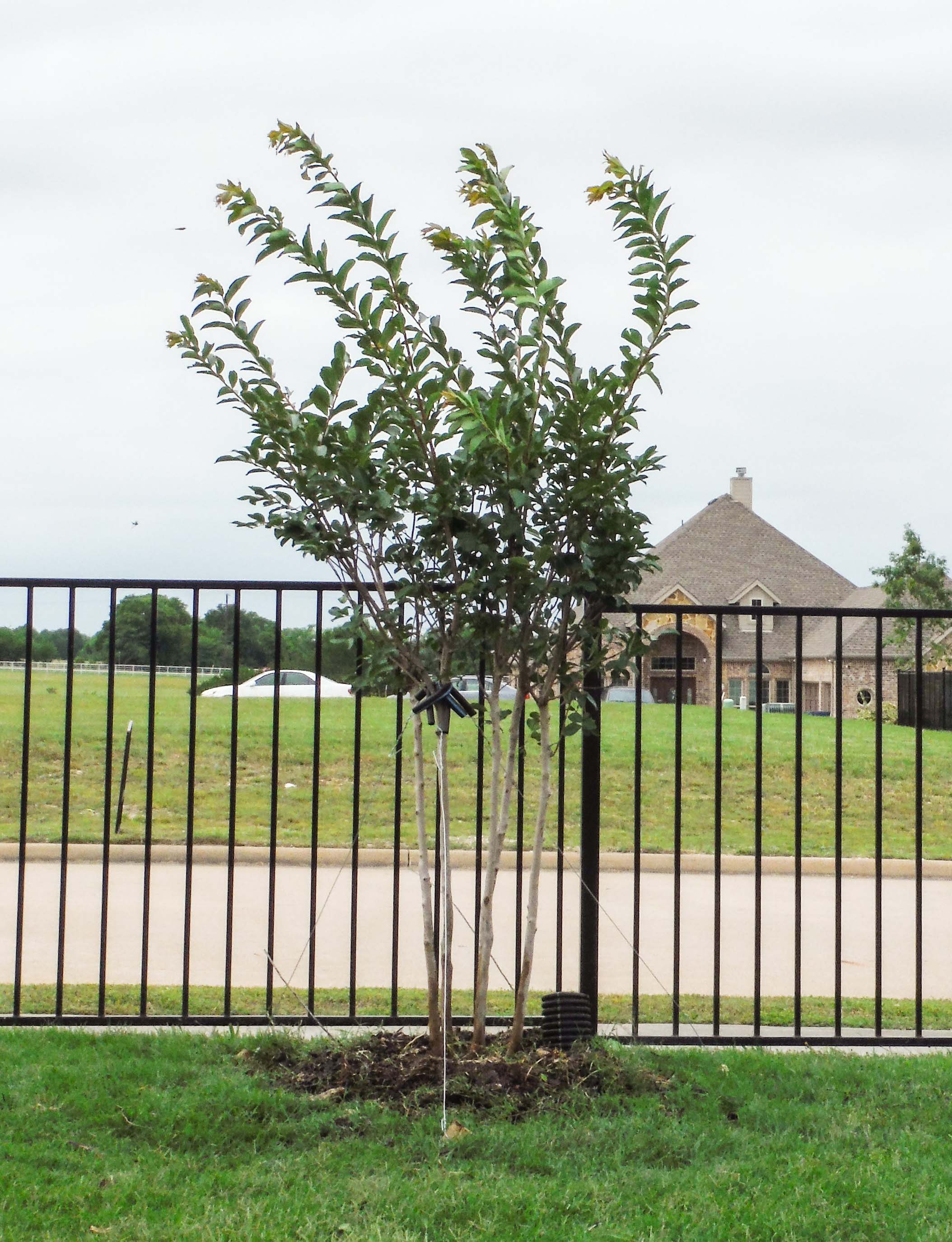 Natchez Crape Myrtle installed by Treeland Nursery.