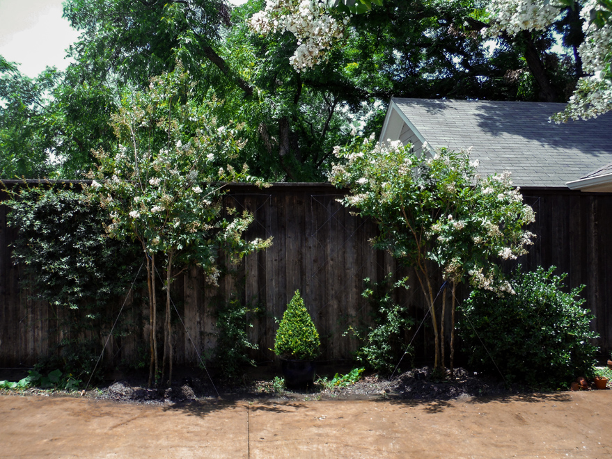 Natchez Crape Myrtles installed along a driveway by Treeland Nursery.
