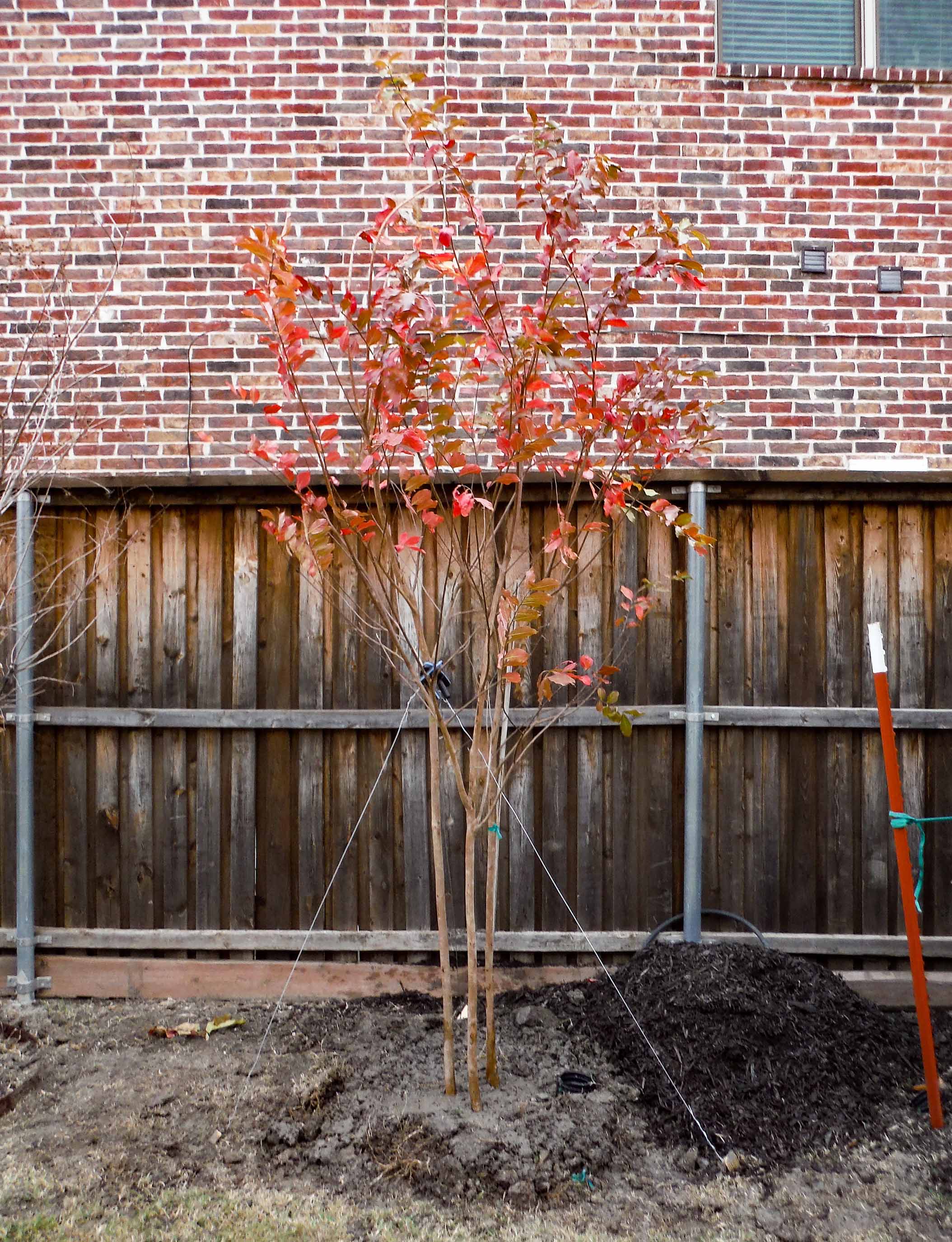 Mature Natchez Crape Myrtle installed during the Fall.