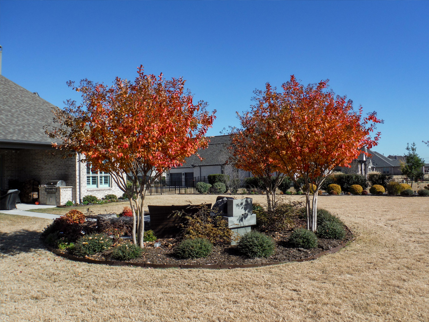 Mature Natchez Crape Myrtles photographed during the Fall.