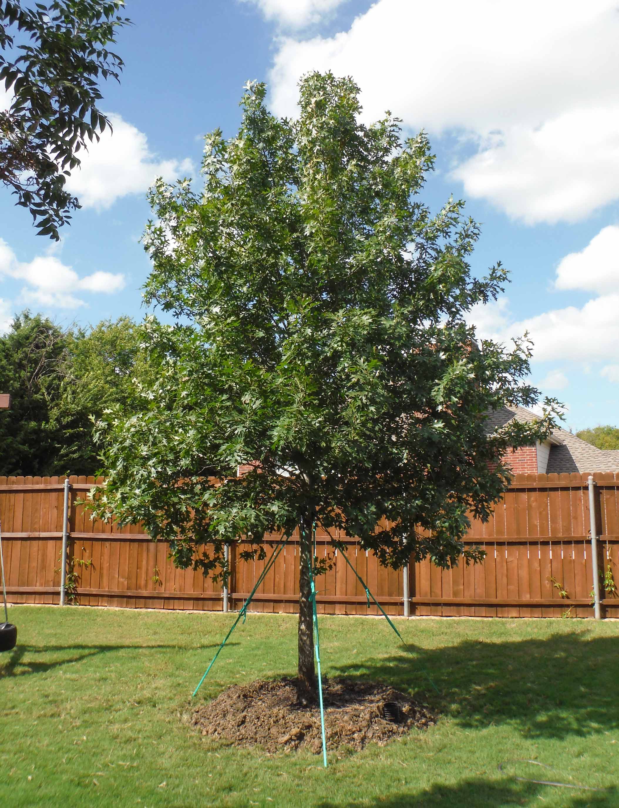Shumard Red Oak Tree Dallas Texas Treeland Nursery
