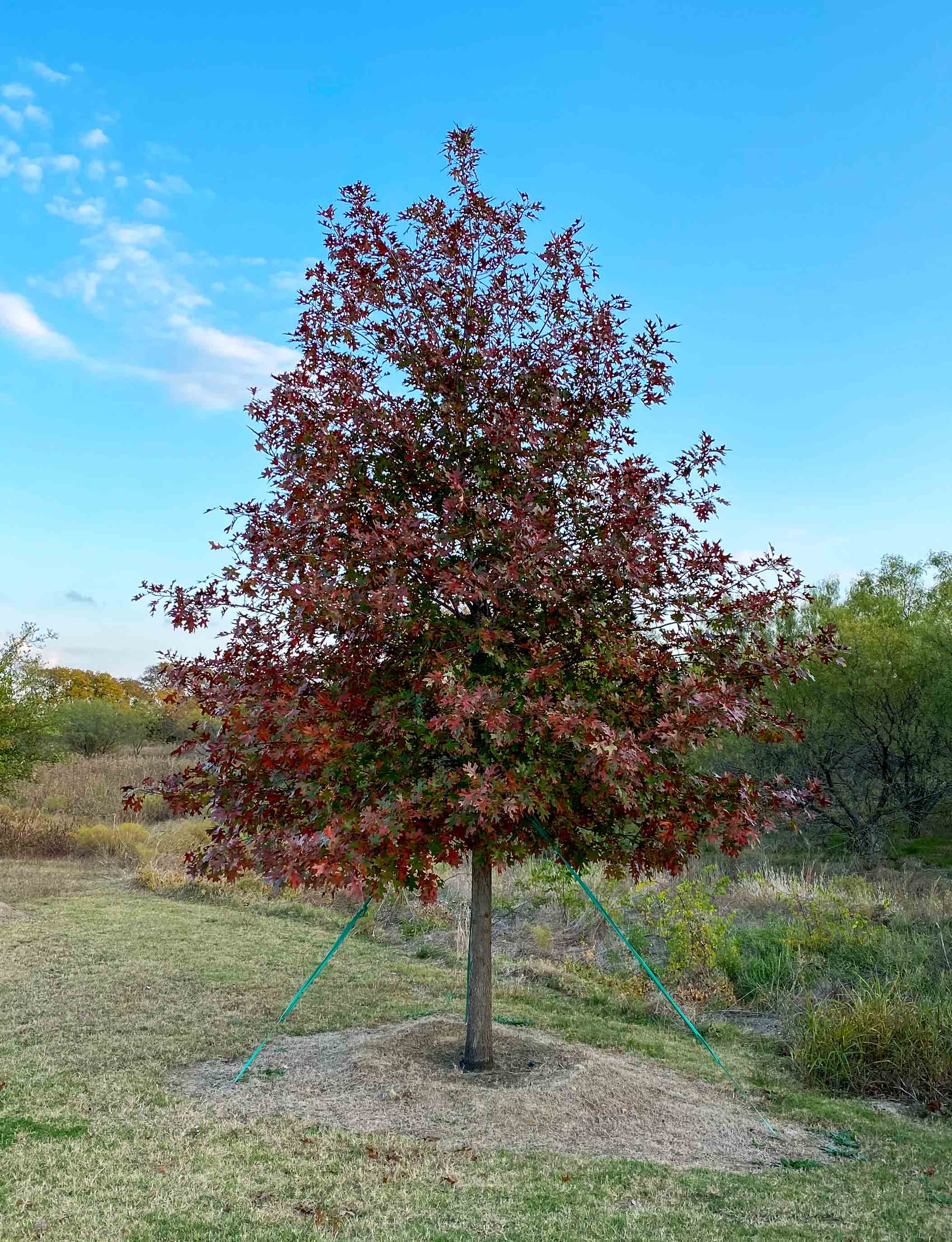 Red Oak photographed during the Fall at Treeland Nursery.