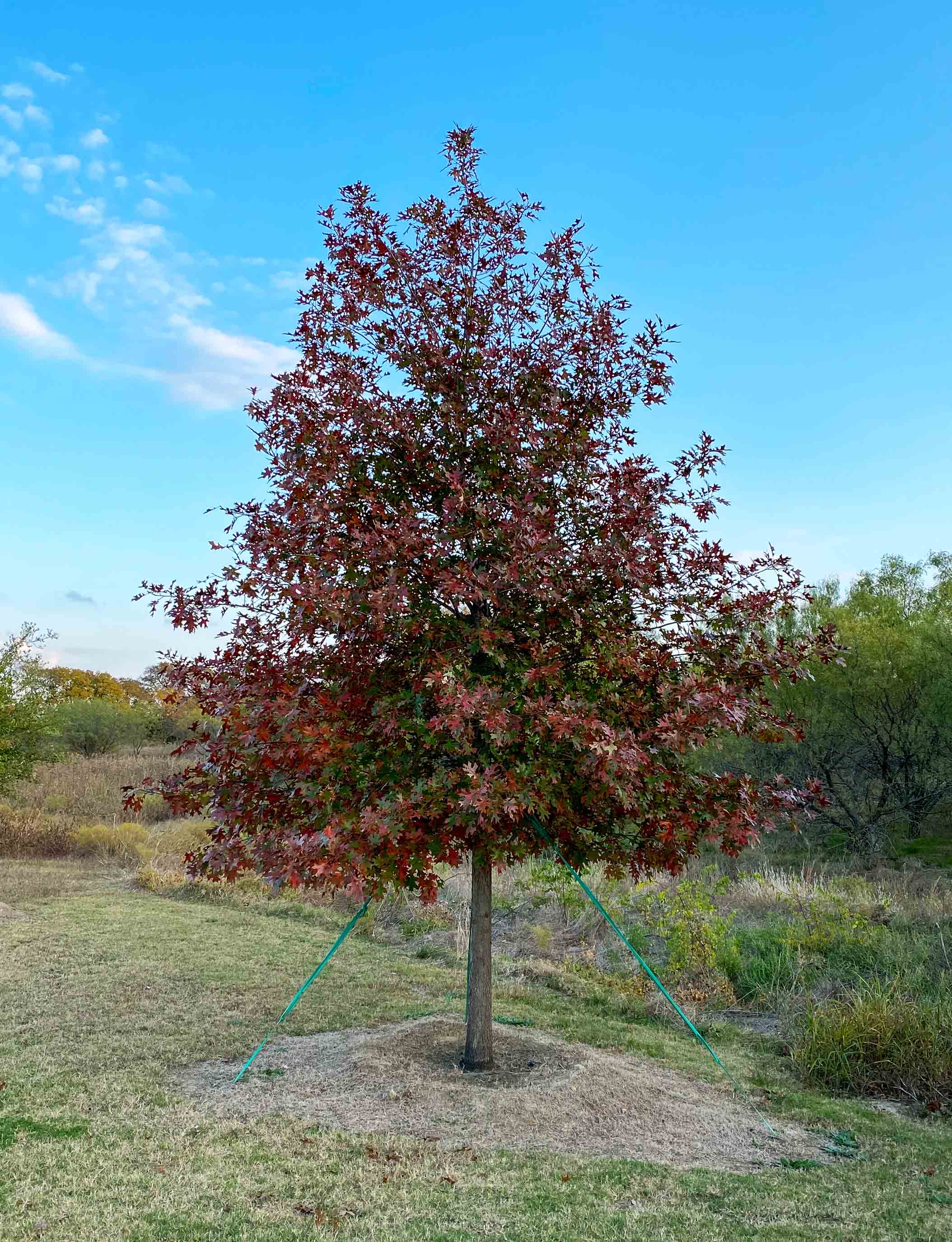 Shumard Red Oak Tree Dallas Texas Treeland Nursery