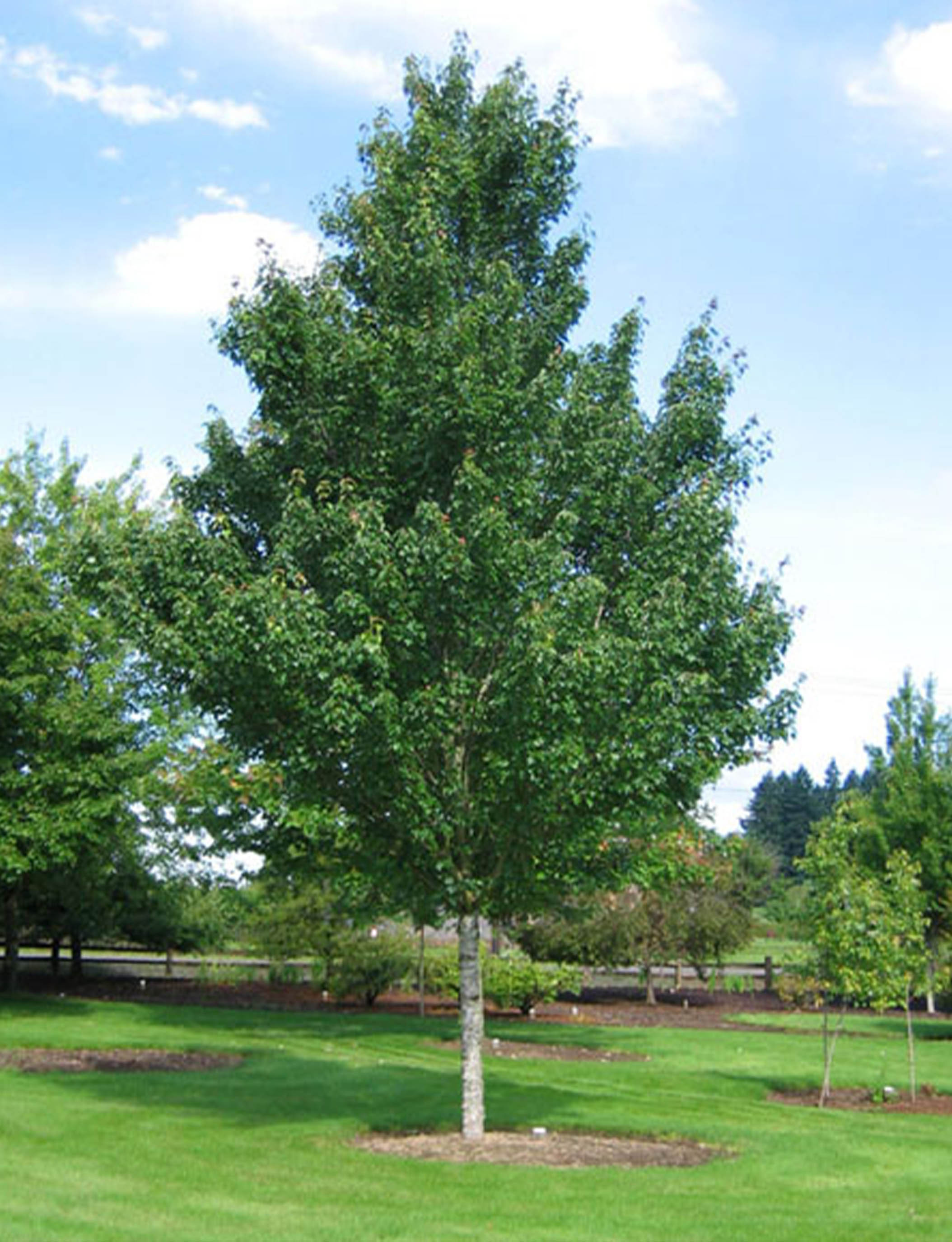 Sun Valley Maple Tree Dallas, Texas Treeland Nursery
